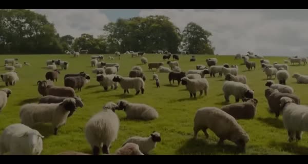 The Sheep Detectives